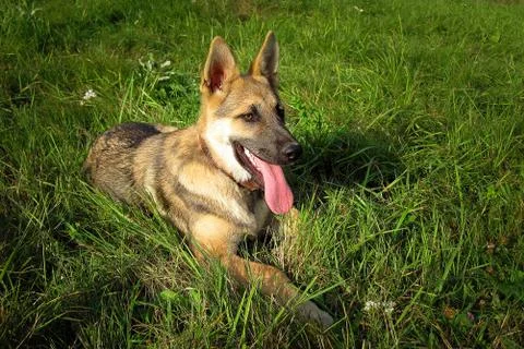 Shepherd relax Stock Photos