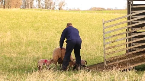 Shepherd with sheep and lambs Stock Footage 49273502