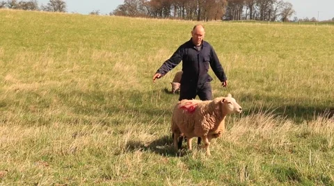 Shepherd with sheep and lambs Stock Footage 49274708