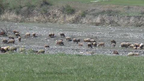 Shepherd with Sheep Eating Grass by a Mountain River Side 스톡 동영상 239330158