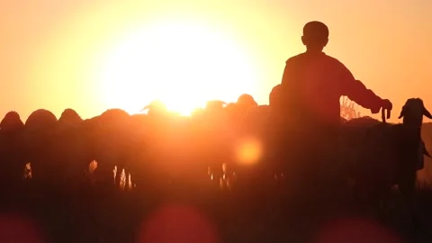 Shepherd of the Sheep Flock Walks Among the Sheep at Sunset Stock Footage 153103477
