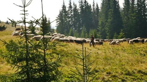 Shepherd With Sheep Stock Footage 55372400