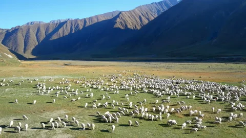 Shepherd sheep hill mountains Vidéo 97718462