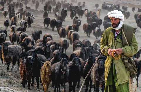 Shepherd with sheep image Stock Photos
