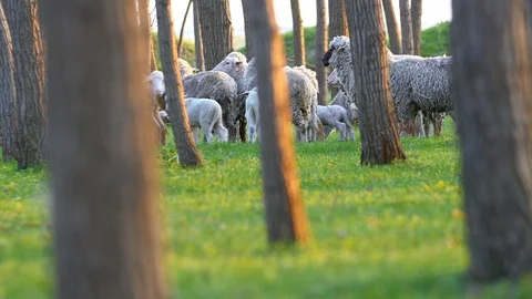Shepherd With Sheep In Spring Time Stock Footage 88417443