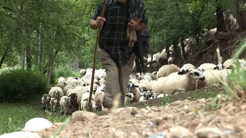 Shepherd With Sheep Walking Through The Forest Video stock 127920089