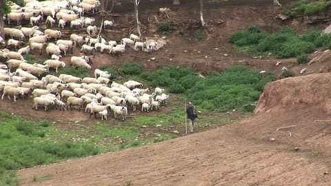 Shepherd With Sheep Walking Through The Forest Stock Footage 127920090