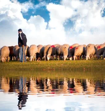 Shepherd with sheeps in a meadow Stock Illustration