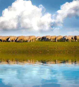Shepherd with sheeps in a meadow Stock Illustration