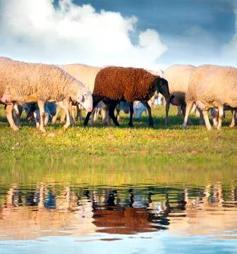 Shepherd with sheeps in a meadow Stock Illustration