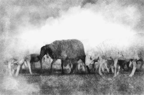 Shepherd with sheeps in a meadow Stock Illustration