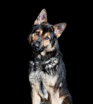 Shepherd sitting black background Stock Photos