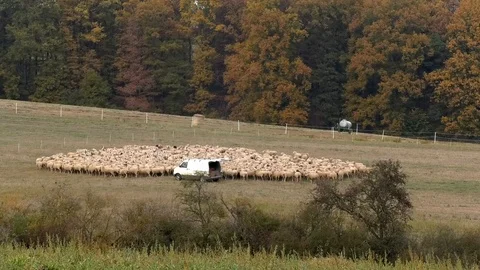 Shepherd slowly driving his van into the center of a flock of sheep, sheepdog Stock Footage 98097988
