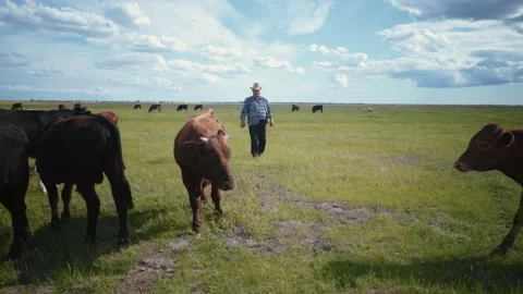 Shepherd in a straw hat on a pasture. Farmer surrounded by a herd of bulls. Stock-Footage 135871600