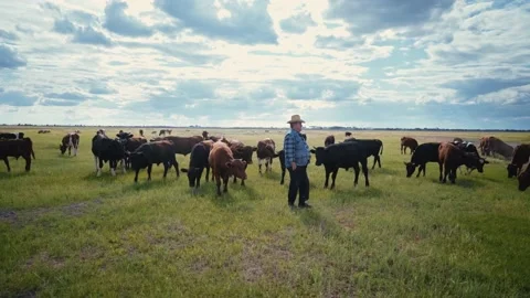 Shepherd in a straw hat on a pasture. Farmer surrounded by a herd of bulls. Stock Footage 135871654