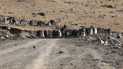 Shepherd taking care of its Yak herd in Tibet, China Stock Footage 82453469