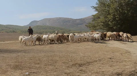 Shepherd tending flock of sheep in the steppe Stock Footage 45440566