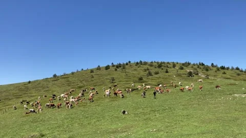 Shepherd Tends to Cows Grazing on a Hillside in Bulgaria Under a Clear Blue Sky Stock Footage 301403626