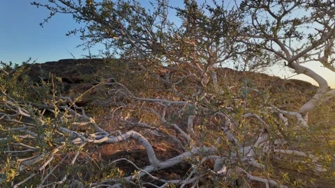 Shepherd tree or shepherd's tree (Boscia albitrunca) at Augrabies. Stock Footage 306839103