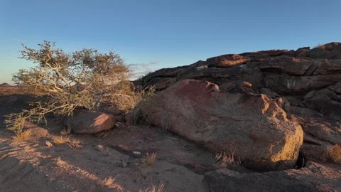 Shepherd tree or shepherd's tree (Boscia albitrunca). Stock Footage 306851503