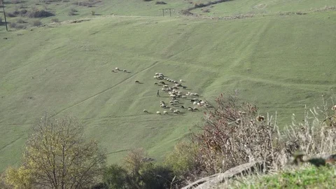 Shepherd. A view from a height is a herdsman's herd. The shepherd grazes livesto Stock Footage 82486681