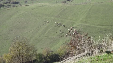 Shepherd. A view from a height is a herdsman's herd. The shepherd grazes livesto Stock Footage 82486696