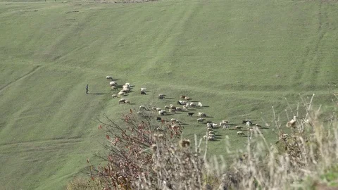 Shepherd. A view from a height is a herdsman's herd. The shepherd grazes livesto Stock Footage 82486740