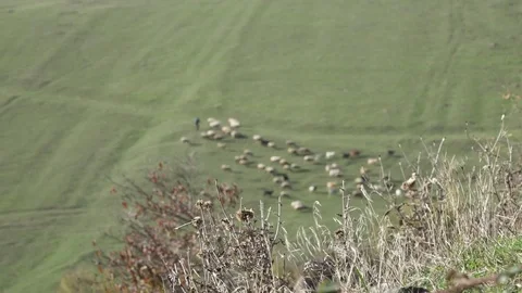 Shepherd. A view from a height is a herdsman's herd. The shepherd grazes livesto Stock Footage 82486807