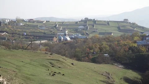 Shepherd. A view from a height is a herdsman's herd. The shepherd grazes livesto Stock Footage 82486850