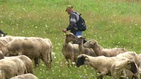 Shepherd Walking Among Flock of Sheep on Pasture Stock-Footage 344663585