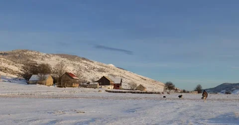 Shepherd walking back home with his sheep and dogs during sunset in winter Stock Footage 170013865
