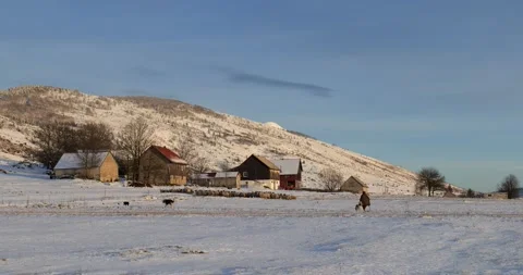Shepherd walking back home with his sheep and dogs during sunset in winter Video stock 170014017