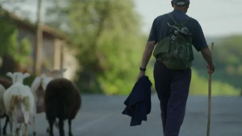 A shepherd is walking down the road with his flock of goats, Serbian Village Stock-Footage 236624120