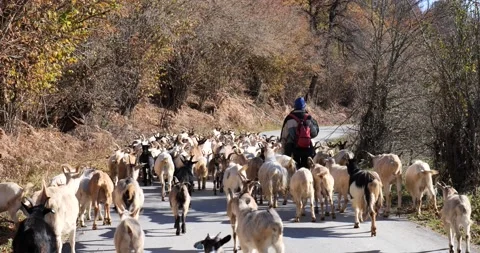 Shepherd walking on the road with their sheep Stock Footage 170178510