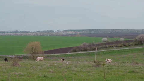 A shepherd walks a herd of cows in green meadows. Ukraine Stock Footage 241492896