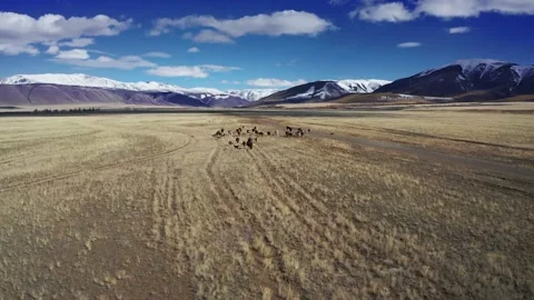 A shepherd walks his cows in the middle of a mountainous landscape. Stock Footage 220034049