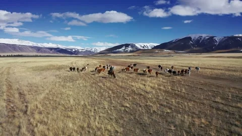 A shepherd walks his cows in the middle of a mountainous landscape. Stock Footage 220034068