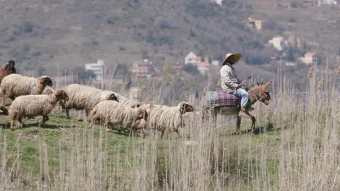 Shepherd watches a herd of sheep at Lassa in Mount Lebanon Stock-Footage 108393592