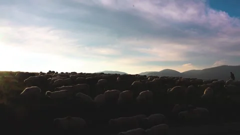 Shepherd watching flock of sheep grazing on meadow sunset light and mountains Stock Footage 247280513