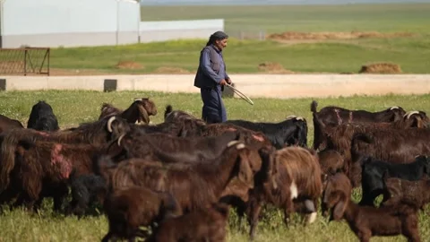 Shepherd Watching Goat Herd In Field, June,25,2023, Ceylanpinar, Sanliurfa, Video stock 336495234
