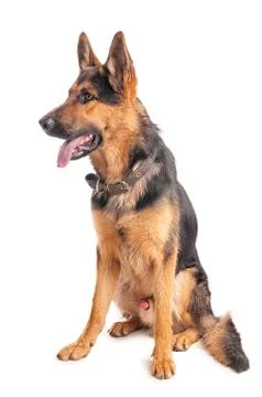 Shepherd on a white background Stock Photos