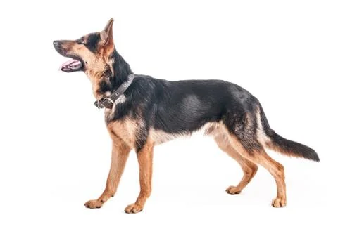 Shepherd on a white background Stock Photos