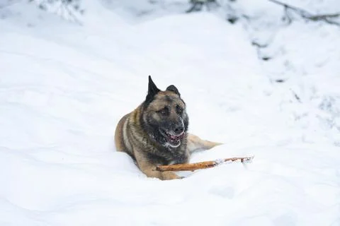 Shepherd at Winter Landscape Фото