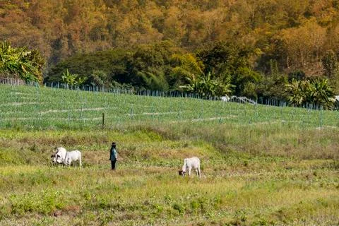 Shepherd at work with his cows in the valley of pai, thailand Stock Photos