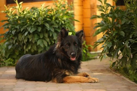 Shepherd in the yard Stock Photos