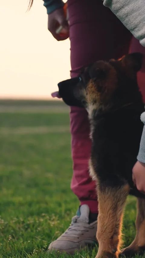 Shepherd young puppy. the concept of training a smart young dog. sit wait for Stock Footage 265605109