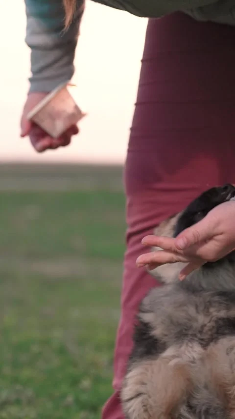 Shepherd young puppy. the concept of training a smart young dog. sit wait for Stock Footage 266157770