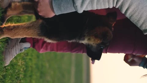 Shepherd young puppy. the concept of training a smart young dog. sit wait for Stock Footage 271680985
