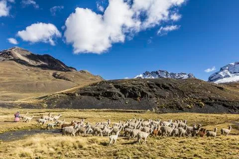 Shepherdess and herd of llamas, Pampalarama, Comunidad Achachicala Centro, Pr Stock Photos