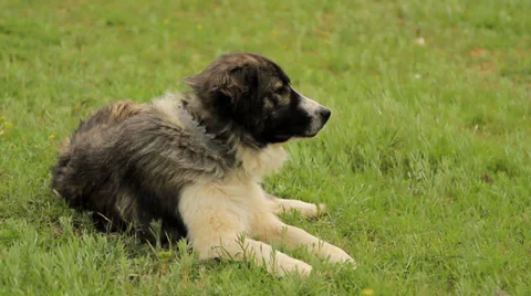 Shepherdess dog laying on the grass Stock Footage 33877964
